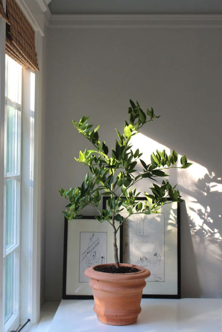 Winter Is Coming How to Keep an Indoor Citrus Tree Happy Gardenista